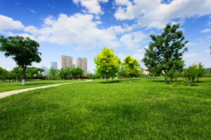 Green trees and grass field in park